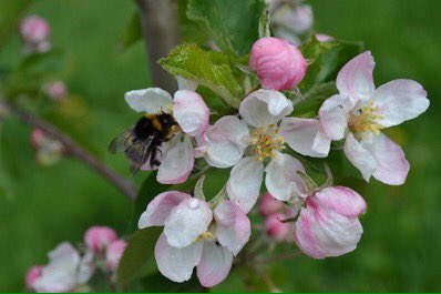 LGSpace's tweet image. Reasons to plant an apple tree this autumn:
🍏 Each one is a wildlife habitat that could last 100s of years
🍏 #ClimateAction - they soak up CO2
🍏 Tasty, healthy, packaging-free harvest
🍏 You can sit in their shade in summer
🍏 They're beautiful
🍏 bit.ly/2njQImN