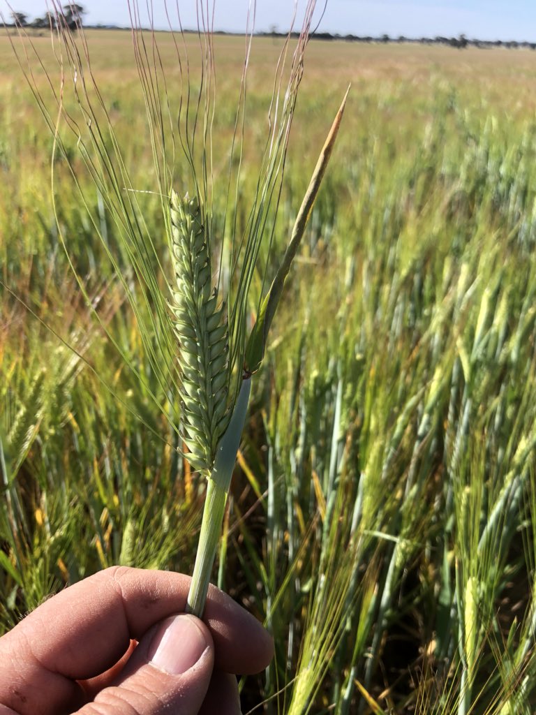 cropmad's tweet photo. @EldersLimited Alestar Barley shaping up as a dark horse on last weeks late rain. Grains bulking up nicely. https://t.co/ZMdEI3jMiF