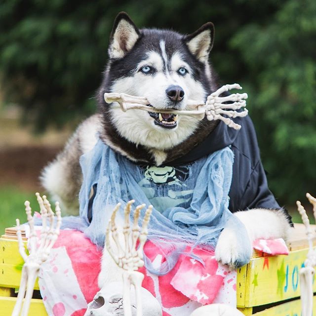 Kato the husky getting ready for Howl-o-ween .
.
.
#halloween #halloweendog #dogsofadelaide #husky #trickortreat🎃 #dogtraining #skeleton #adelaide #southaustralia ift.tt/2zYOhec