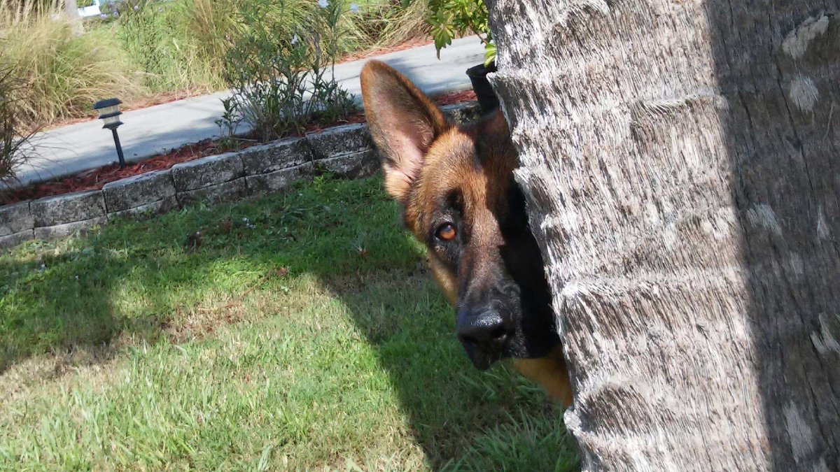 'R' Handsome Boy Ford! Read his full story in blog - link in bio

#tripawd #tripawdsofinstagram #threeleggeddog #bestfriend #GSD