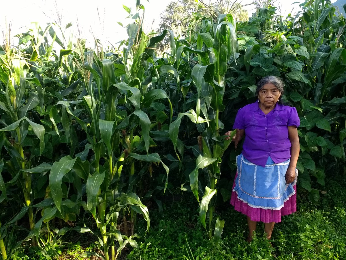 JosMorenoJurez3's tweet photo. Visita de parcela (AE), comunidad de Alcozacan y visita de Módulo Maíz criollo en Xicotlan ambas comunidades pertenecen al municipio de Chilapa de Álvarez Guerrero.#HubPCTO #PROAGROCapacita #CMMYT #GuerreroSagarpa #ACCIMMYT SAGARPA_mx @BaltazarxTam @mlopezs67 https://t.co/YURBOnHhme