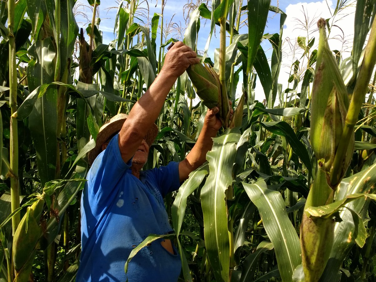 JosMorenoJurez3's tweet photo. Visita de parcela (AE), comunidad de Alcozacan y visita de Módulo Maíz criollo en Xicotlan ambas comunidades pertenecen al municipio de Chilapa de Álvarez Guerrero.#HubPCTO #PROAGROCapacita #CMMYT #GuerreroSagarpa #ACCIMMYT SAGARPA_mx @BaltazarxTam @mlopezs67 https://t.co/YURBOnHhme