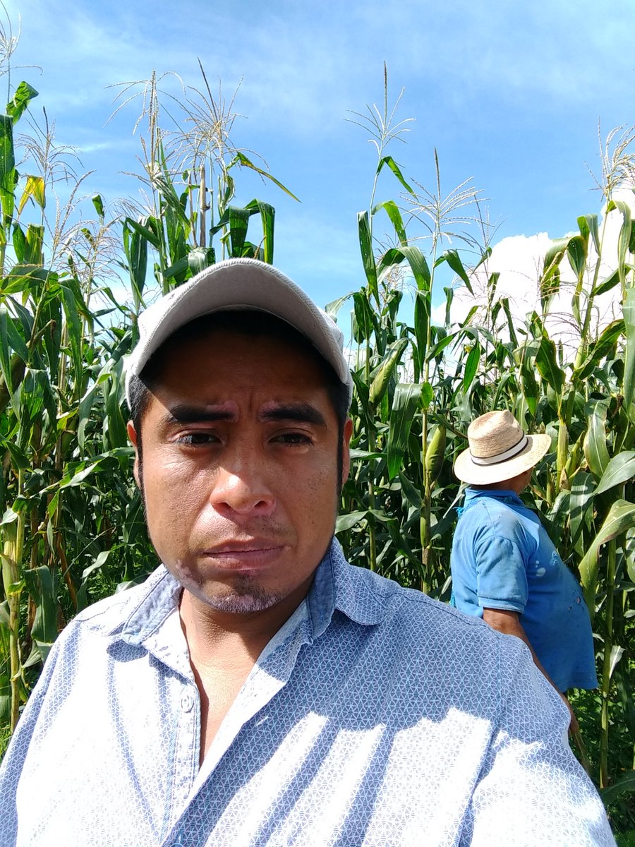 JosMorenoJurez3's tweet photo. Visita de parcela (AE), comunidad de Alcozacan y visita de Módulo Maíz criollo en Xicotlan ambas comunidades pertenecen al municipio de Chilapa de Álvarez Guerrero.#HubPCTO #PROAGROCapacita #CMMYT #GuerreroSagarpa #ACCIMMYT SAGARPA_mx @BaltazarxTam @mlopezs67 https://t.co/YURBOnHhme