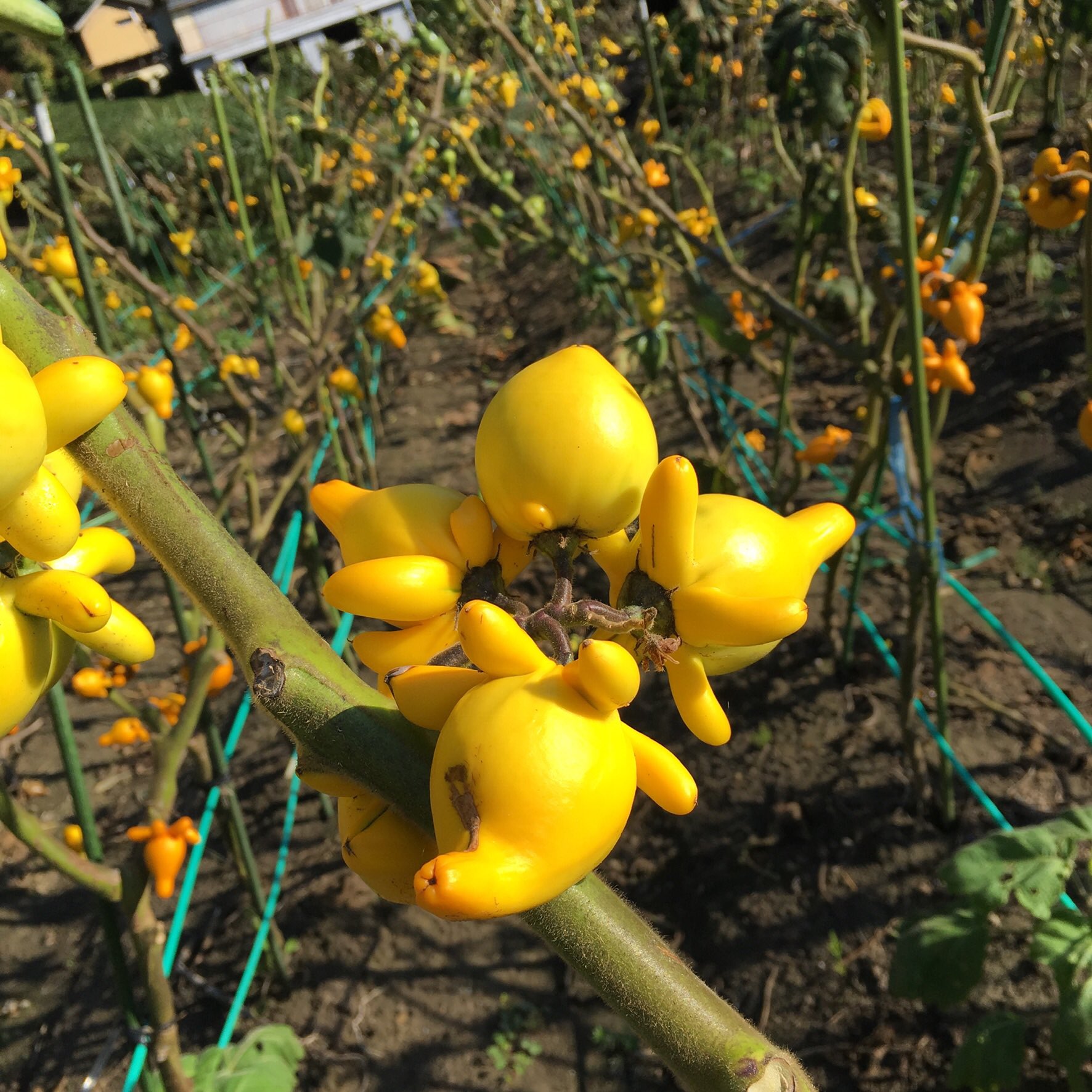 狐の顔 Twitter Search Twitter