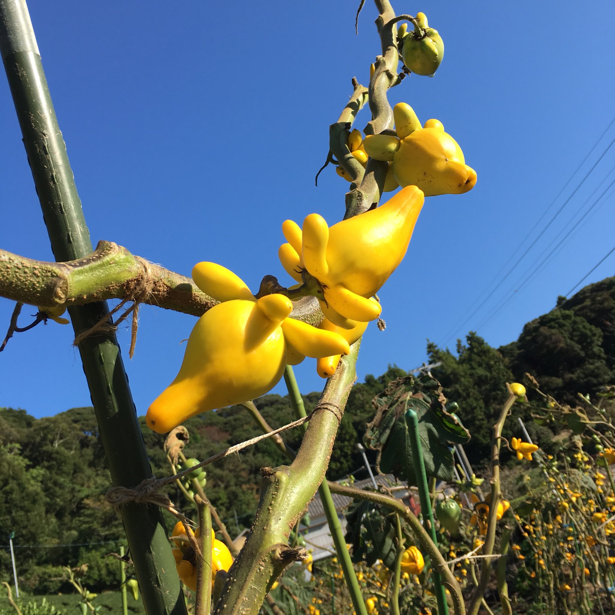 狐茄子 Twitter Search Twitter