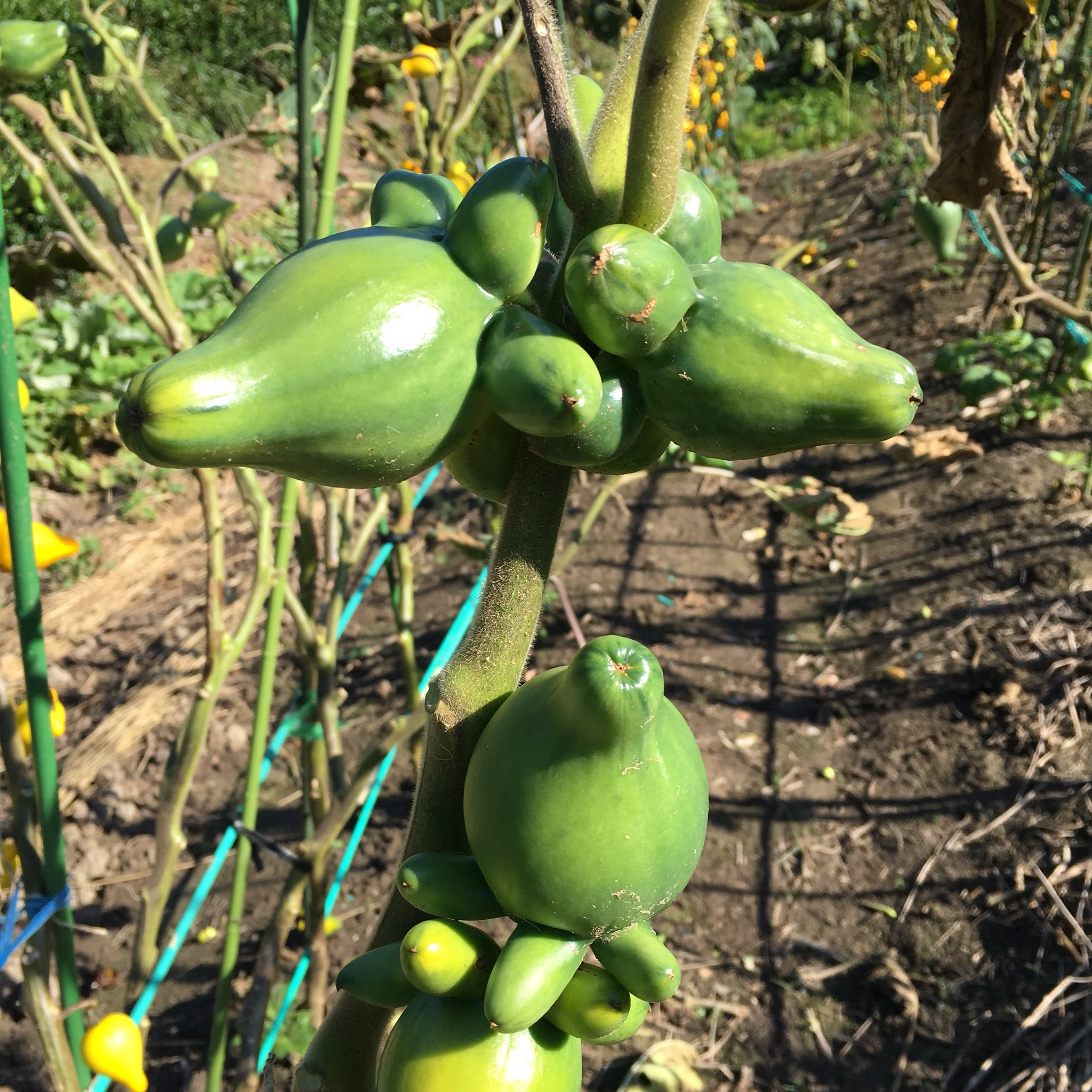 狐の顔 Twitter Search Twitter