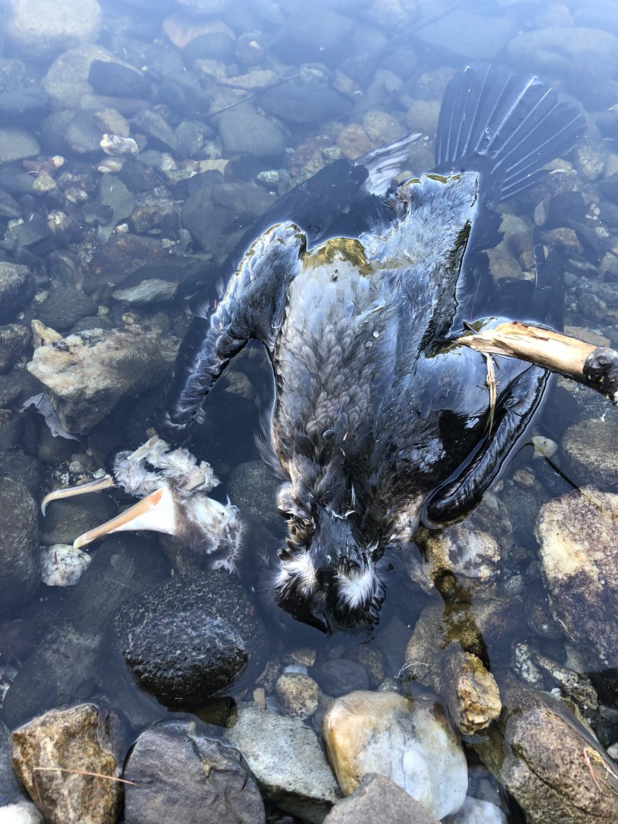 grant_a_magee's tweet photo. Found this dead bird in Barbados pond in Madbury/Dover NH last week. Would be interesting to determine it’s cause of death. #AquaEco2018 https://t.co/YskrVdutNV