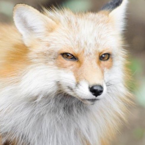 renjun the fox tweet media
