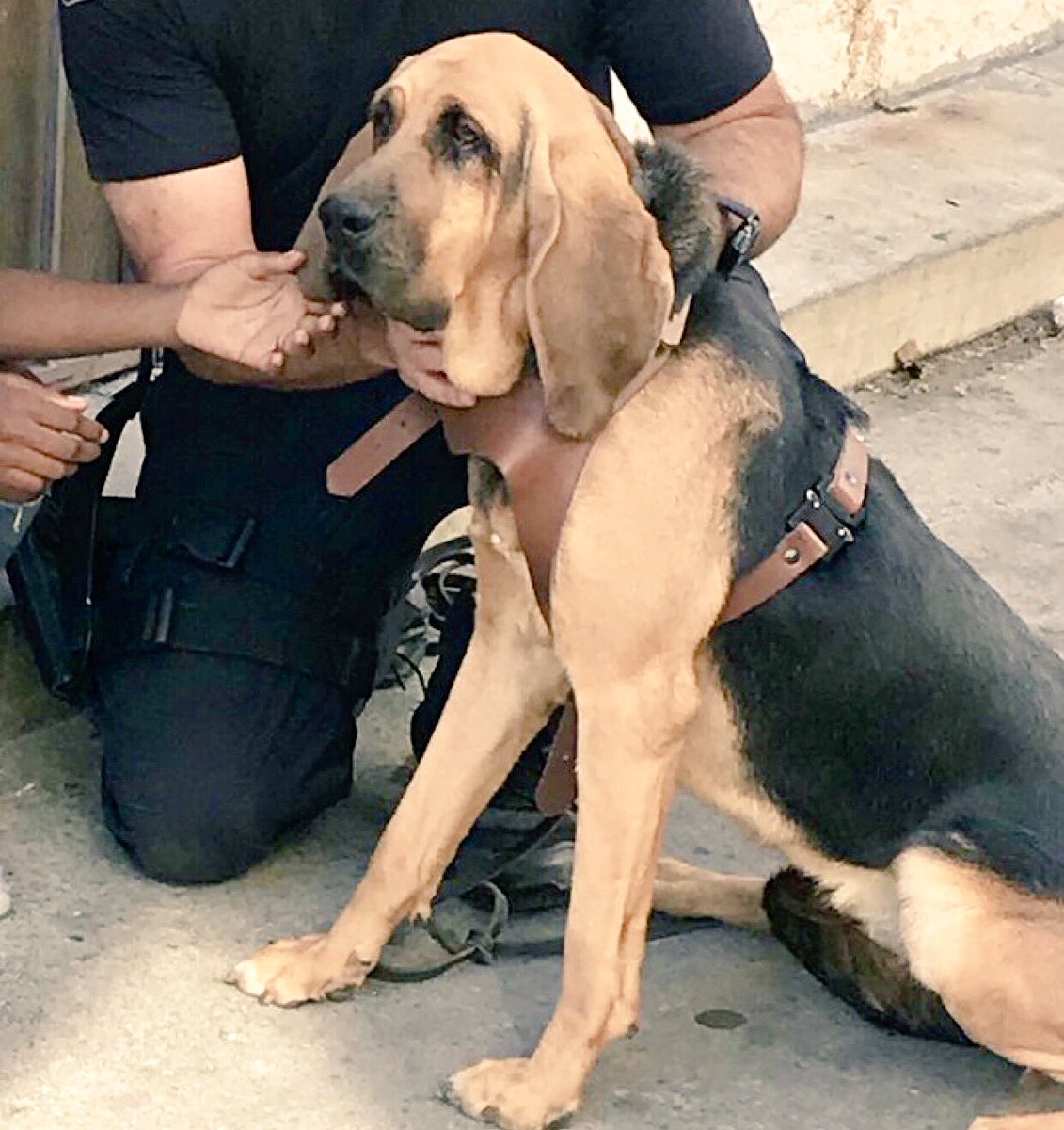 Hi. My name is “Molly” and I’m a bloodhound for the LAPD. Today they called me to the scene of a missing 9 year old girl. I used my scent tracking skills to find her and she’s back home now. I hope your day at work was as rewarding as mine