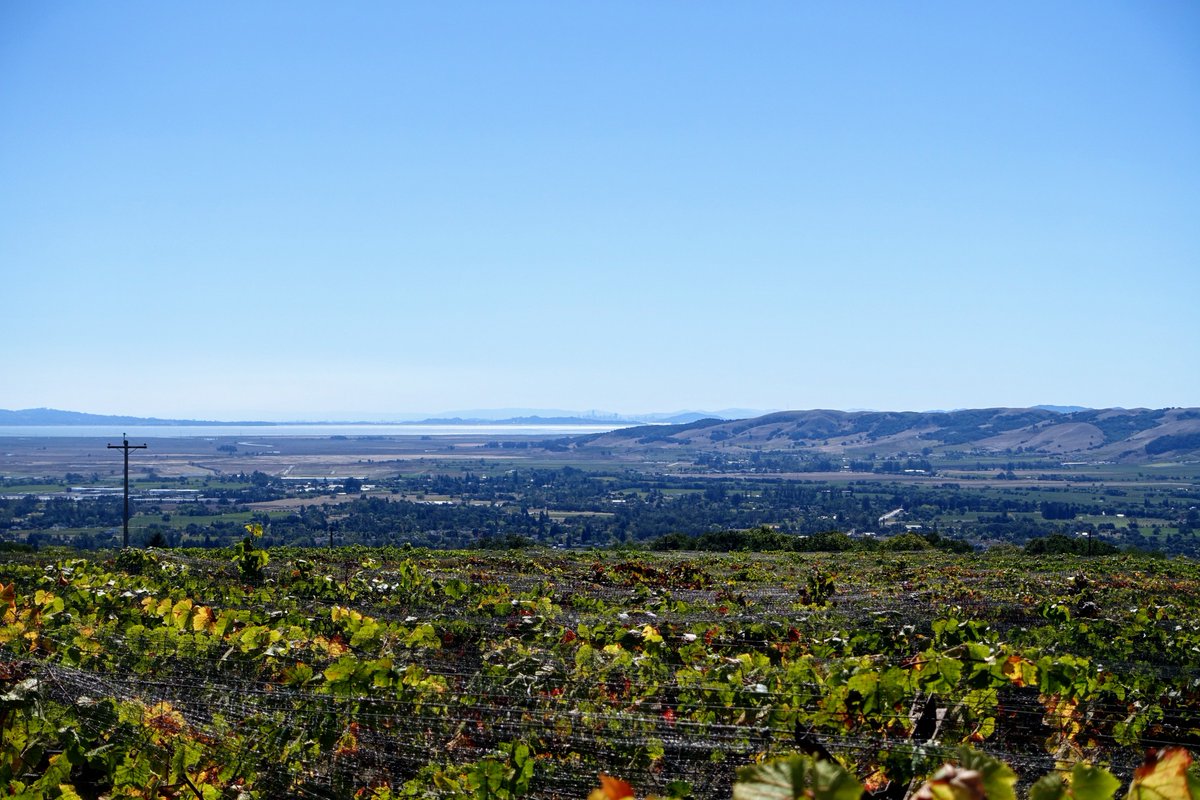 planbike's tweet photo. Stunning aromas (you could smell the chardonnay) and views from one of the high Sonoma vineyards. A 15% grade has its rewards. Nice to see great air quality has returned. You could see downtown San Francisco from Sonoma. Beautiful.#SeenWhileCycling #velotour #cycling #bikesonoma https://t.co/mKxmNE81ag