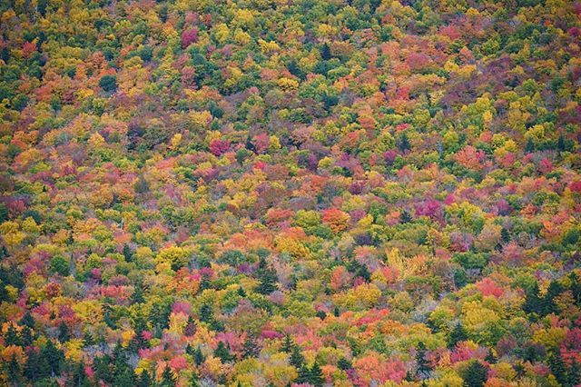 Live free or die! 😉

Fall 2018, New Hampshire

#kancamagushighway #whitemountains #newhampshire #newengland #fallcolors #fall #foliage #fallfoliage #visitnh #ignewhampshire #ignewengland #igersnewengland #newenglandphotography #sonya6300 #bucketlistc… ift.tt/2OKwI9X