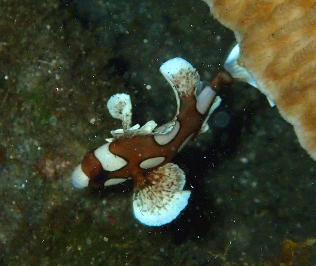 みっひ 病院の待ち時間で暇なので写真をあげてみる この子はアジアコショウダイの幼魚 で 合ってる 水玉模様が可愛いですね 一番好きな水玉模様はモンガラカワハギちゃんですが ダイビング