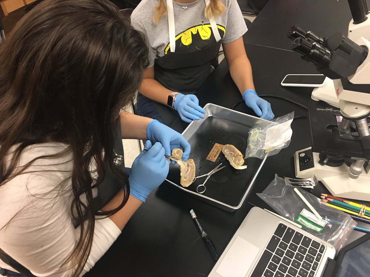 _DinosaurMan's tweet photo. Check out those brains #hbs #pltw https://t.co/cJe4rrlwZe