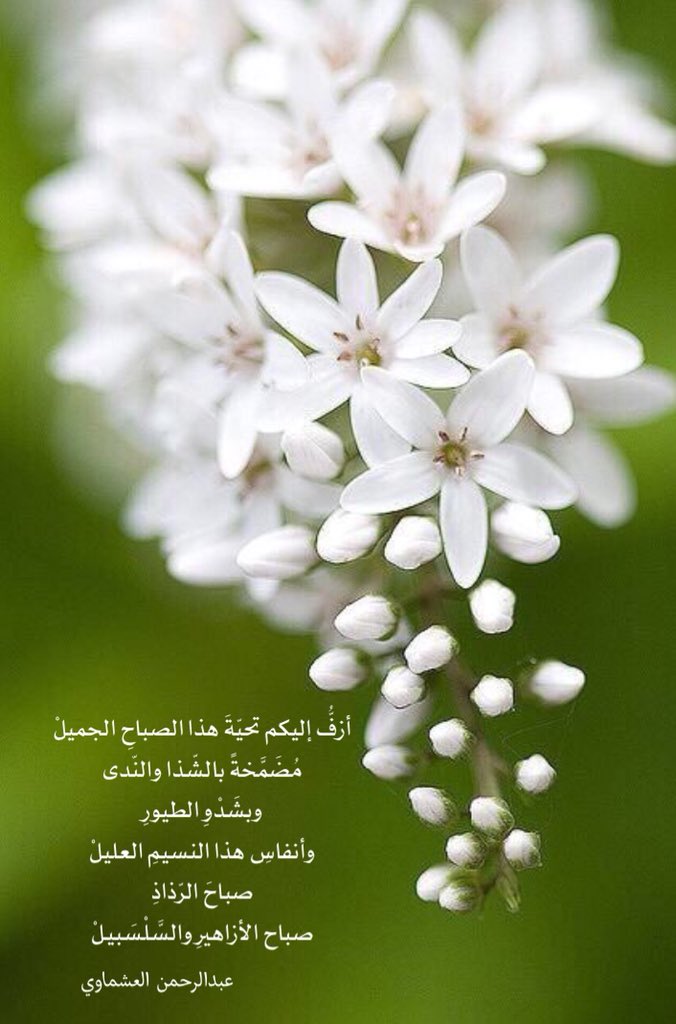 Uzivatel عائشه بنت عوض Na Twitteru صباح الثلاثاء صباح الخير أزف إليكم تحي ة هذا الصباح الجميل م ض م خة بالش ذا والن دى وبش د و الطيور وأنفاس هذا النسيم العليل صباح الر ذاذ صباح الأزاهير والس ل س بيل العشماوي Dr Ashmawi Https T