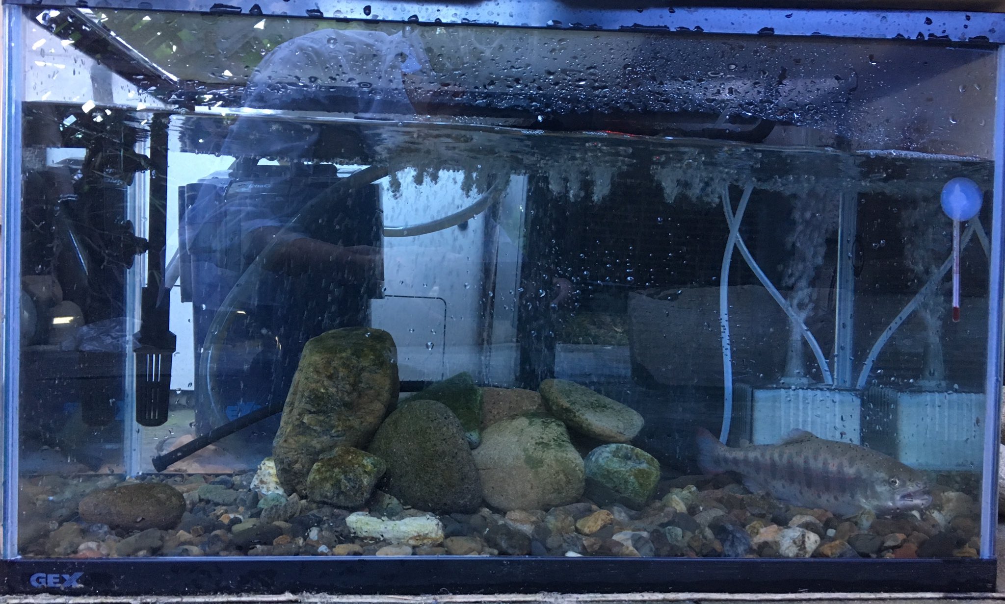 𓆝𓆟ぜっき𓆜𓆞 我が家のアマゴ水槽 25cmくらいのアマゴ1匹飼育中です 餌付け成功で クリルを食べてくれてます アマゴ あまご アマゴ飼育 あまご飼育 飼育 魚飼育 渓流魚 渓魚 水槽クーラー ゼンスイ ゼンスイ水槽クーラー ゼンスイ