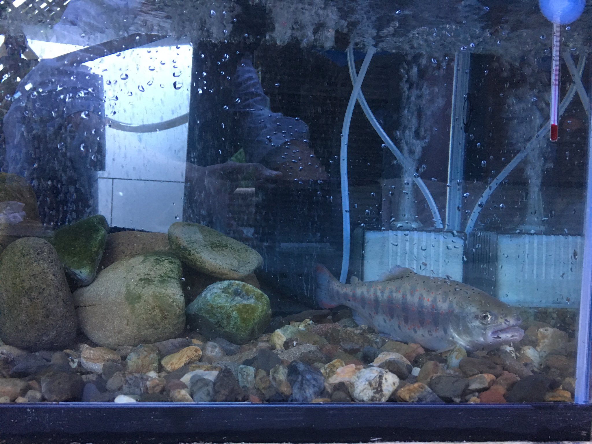 𓆝𓆟ぜっき𓆜𓆞 我が家のアマゴ水槽 25cmくらいのアマゴ1匹飼育中です 餌付け成功で クリルを食べてくれてます アマゴ あまご アマゴ飼育 あまご飼育 飼育 魚飼育 渓流魚 渓魚 水槽クーラー ゼンスイ ゼンスイ水槽クーラー ゼンスイ