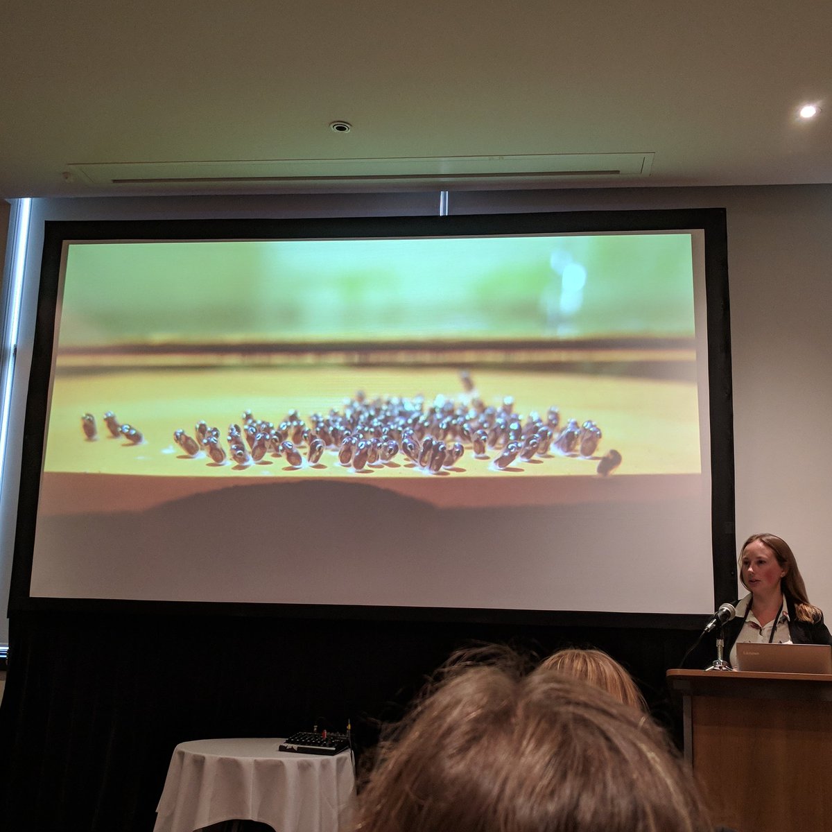 robert_p_streit's tweet photo. Do fish babies have a critical widow in their development that sets them up to cope with increased ocean temperatures? Great questions and visuals by @RKSpinks #ASFB2018  #cutestudyspecies https://t.co/GLVXKlYlFo