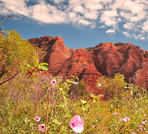 What a perfect landscape! Some seriously stunning WA wildflowers against a Bungle Bungle Range backdrop 🌸🌼🌷🌺 Check out our brand new blog post, The Ultimate Guide to WA Wildflowers, to find out the perfect spots around Australia to witness scenery like this! #BungleBungle