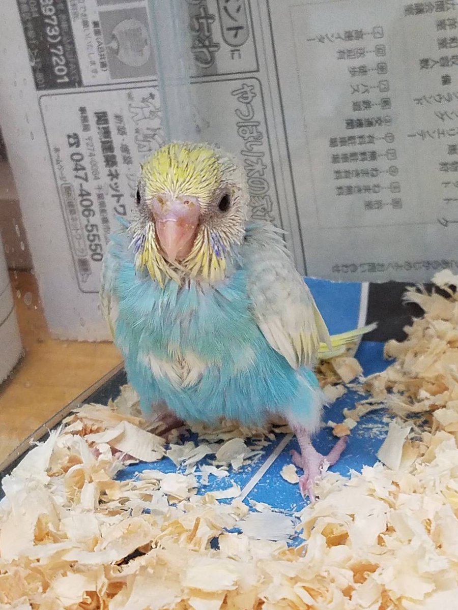 セキセイ インコ 雛