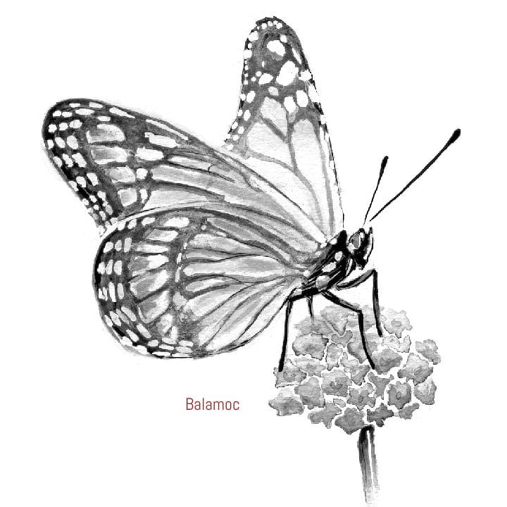 Balamoc's tweet photo. 𝘋𝘢𝘯𝘢𝘶𝘴 𝘱𝘭𝘦𝘹𝘪𝘱𝘱𝘶𝘴 - Mariposa monarca
#inktober2018 #inktoberpanda #inktober #balamoc #ink #tinta #brush #instabutterfly #inkwash #ilustracionciencianaturaleza #butterfly #amdiilustradores #orgulloAMDI #sciart #inkdrawing #sumie https://t.co/nji2TA7TGX