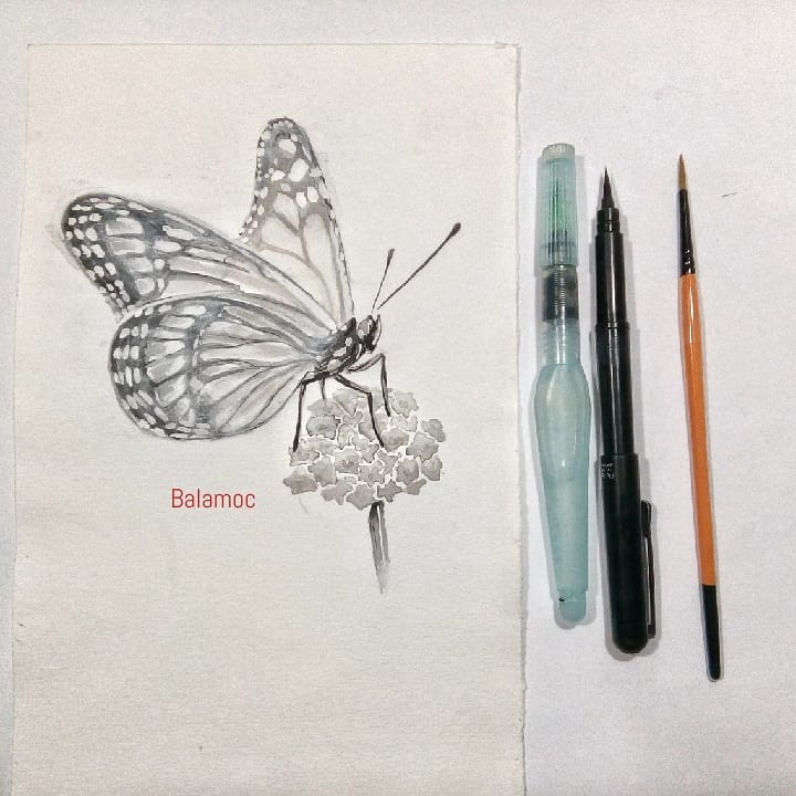 Balamoc's tweet photo. 𝘋𝘢𝘯𝘢𝘶𝘴 𝘱𝘭𝘦𝘹𝘪𝘱𝘱𝘶𝘴 - Mariposa monarca
#inktober2018 #inktoberpanda #inktober #balamoc #ink #tinta #brush #instabutterfly #inkwash #ilustracionciencianaturaleza #butterfly #amdiilustradores #orgulloAMDI #sciart #inkdrawing #sumie https://t.co/nji2TA7TGX