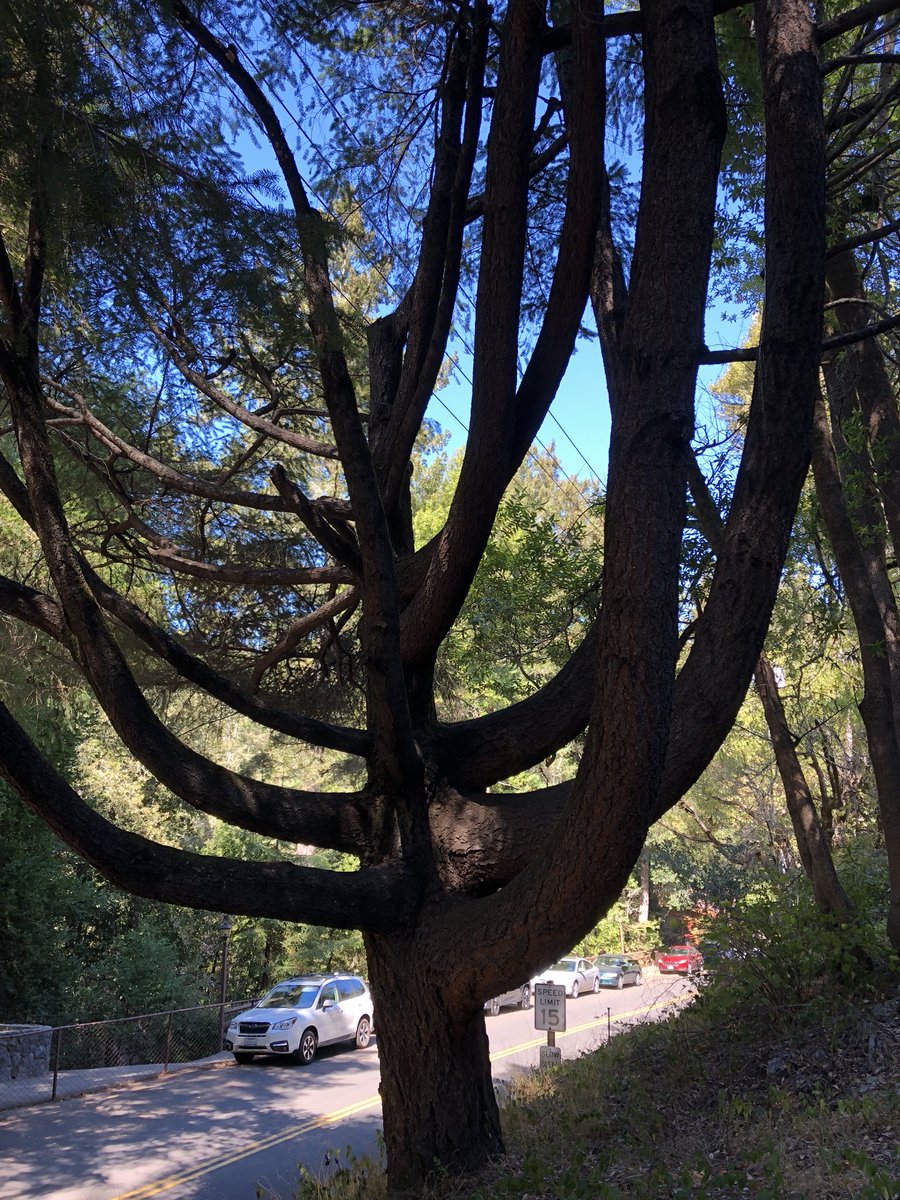 Loscasettos's tweet photo. Spaziergang in #SantaCruz  #California #nature https://t.co/7wOTTZ6YGl