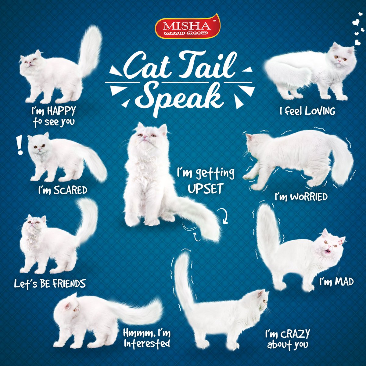 live_mypetshop's tweet image. Ni adalah cara-cara untuk mereka ekspreskan feeling atau gerak geri yang mereka nak kita manusia ni faham🤣
.
Tapi kadang tu kita memang tak faham juga kan😂

#tailspeak #catlanguage #catlovers #catcanspeak #cattalk #siribercakapdengankucing #kucing #catootd #persiancat