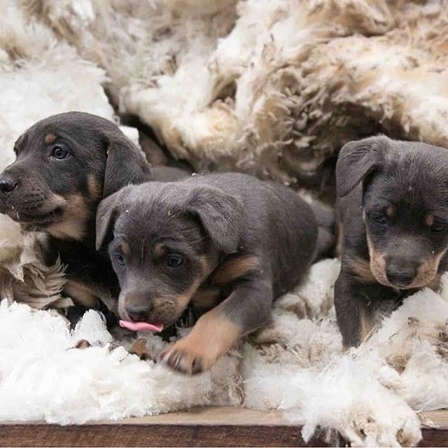 These little tackers look a bit sheepish playing in the wool.
.
#thetruthaboutwool #wool #merino #fibre #agriculture #ausag #agriculture_global #farming #ruralaustralia #dogphotography #puppyspam #farmphotography #kuntrygram #rmwilliamsoutbackmagazine #thankafarmerforyournex…
