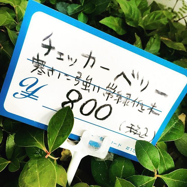 itochiro's tweet photo. 名前にギョっとした💦 #チェッカーベリー #チャックベリー #berryisontop #chuckberry #checkerberry #chess
#ロックンロール https://t.co/E3Jb7QTUig https://t.co/V7coT2aCee