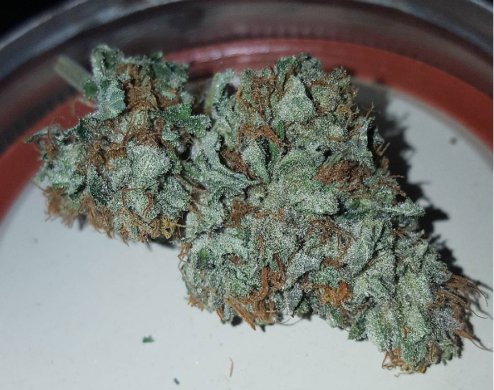 KoolMJTeam's tweet photo. Cherry OG is a well-balanced hybrid strain by breeders Emerald Triangle Seeds. It was created by crossing Cherry Thai and an old Afghani.
.
.
https://t.co/xXTQWTQfcX #cherryog #hybrid #strain #emerald #cherrythai #afghani #marijuanastrain #koolmj #marijuanadelivery https://t.co/xm1dG5ZR99