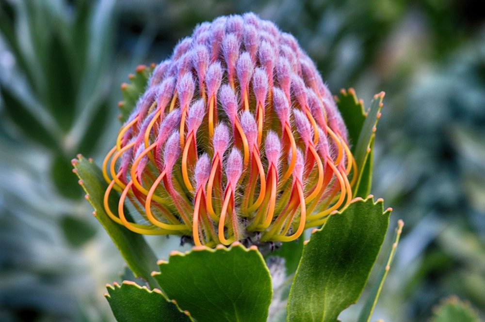 TourvestDM's tweet photo. You better believe it... Beauty comes in all shapes and sizes! 😍🌺🌷🌸🌼🌹🌻 Let's take a step back and enjoy nature's beauty... #SouthAfrica is waiting. 😊 Have a beautiful day everyone!

#TravelTuesday #TuesdayMotivation #TuesdayThoughts #Flowers https://t.co/vqFeR2WdVK