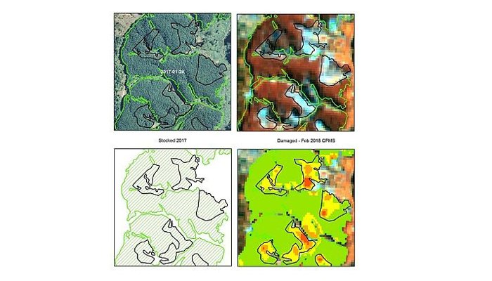 IFI_news's tweet image. NZ / Australia – Continuous forest monitoring using daily satellite imagery - bit.ly/2y9SsCS #ForestTech #ForestTech2018 #IFI_NEWS #ifimag