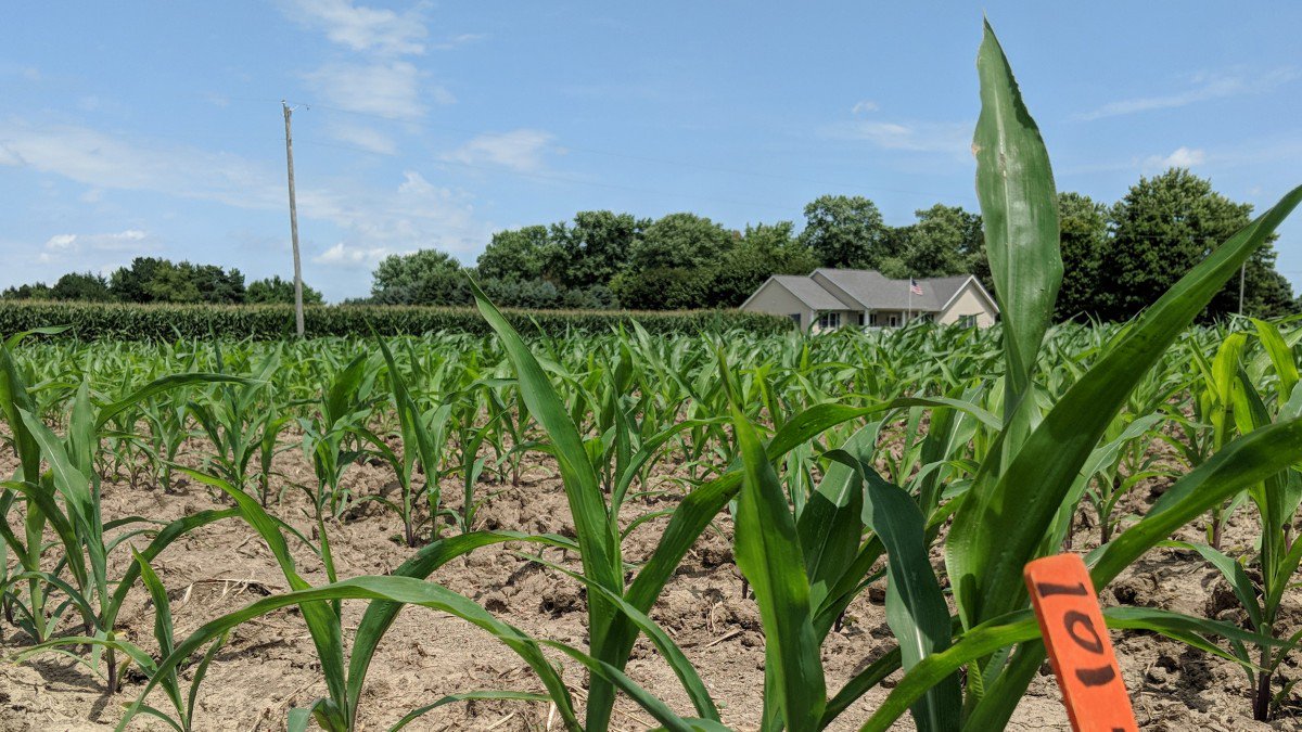 elem138's tweet photo. Replacing fertilizer with plant probiotics could slash greenhouse gases https://t.co/bJLVU0yvmv https://t.co/PaODF4y6Tb