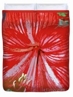 dhackett4150's tweet photo. #duvetcover Duvet Cover – Sizes twin to king #amaryllis #lily #flower #dhackett #florida https://t.co/ccDUwMz4hd https://t.co/LTvZs5j1zE