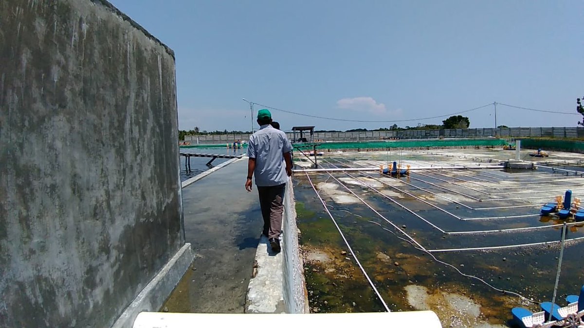 BPIU2K_K's tweet photo. Tau nggak Sob...
Saat kejadian gempa bumi &amp; tsunami menimpa Palu &amp; Donggala bbrp waktu lalu, 3 pegawai @BPIU2K_K sdg  melaks. studi banding metode pembesaran calon induk vaname supra intensif di Tambak DKP Palu-Sulteng (26-28 Sep 18). @susipudjiastuti @s_soebjakto @BudidayaKKP https://t.co/z4s5KS7unA