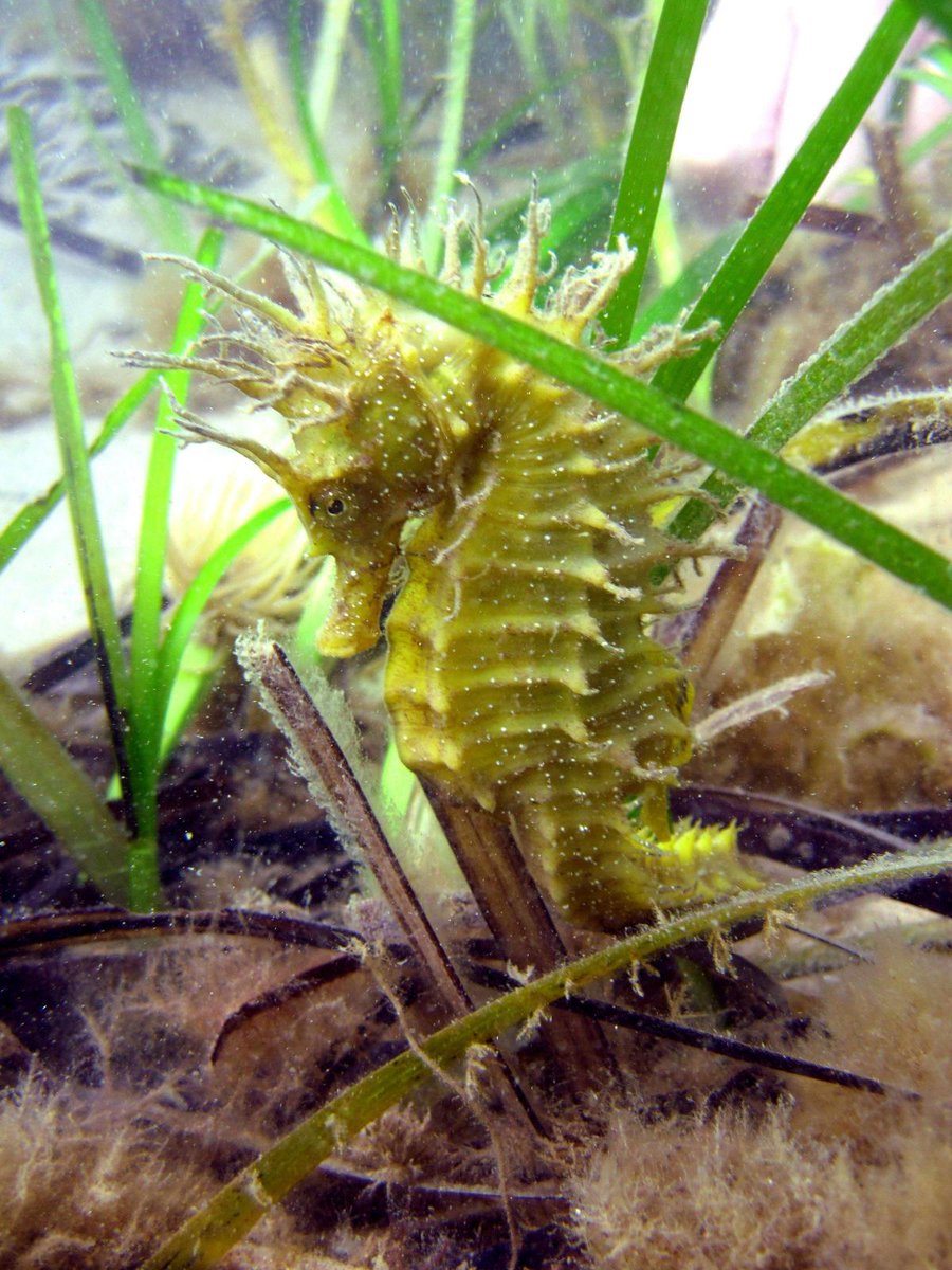 Bournemouthecho's tweet image. Seahorses lost from bay as habitat is destroyed bit.ly/2OKjDxw
