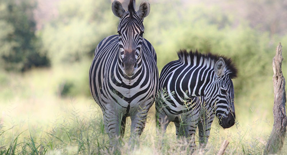 #MardiConseil Tenez vous prêt, demain on vous emmène en Afrique du Sud, mais il n'y aura pas de places pour tout le monde... #StayTuned 
#SouthAfrica #Safari