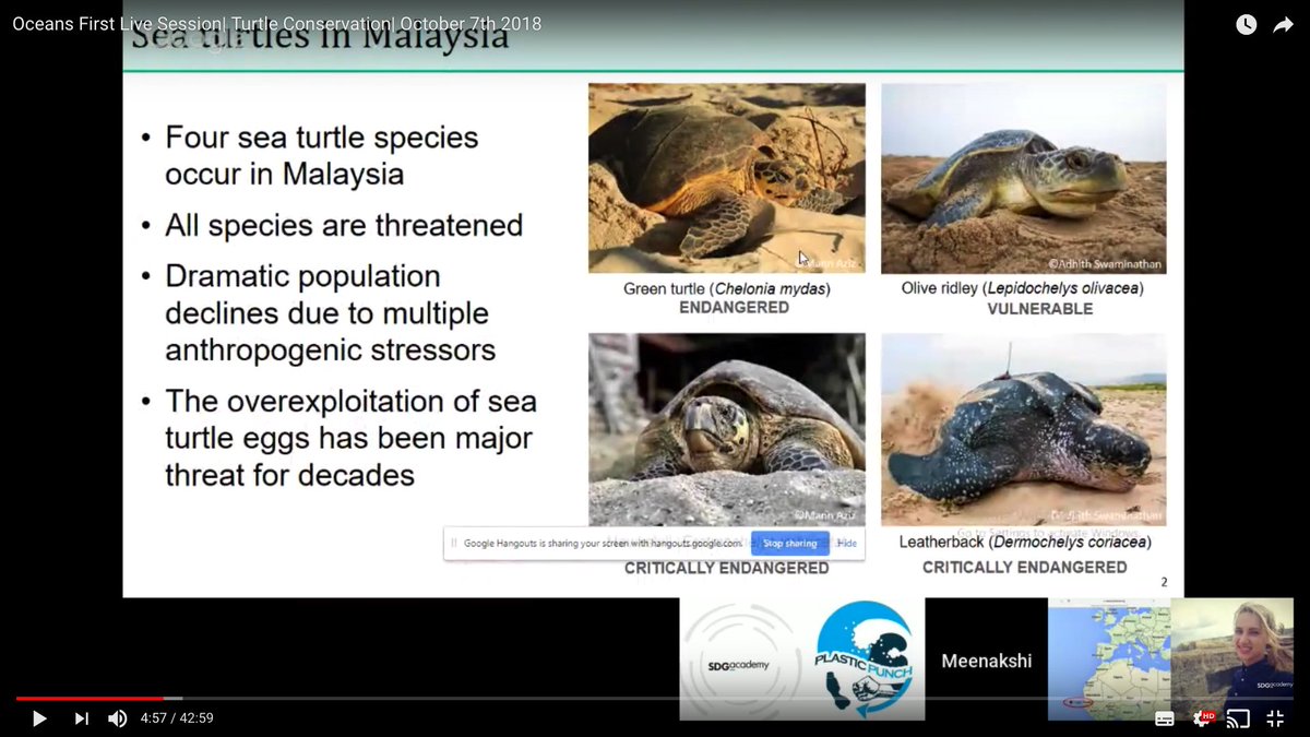 oceanmooc's tweet photo. Did you miss our @SDG_Academy @edXOnline live Q&amp;A on sea #turtle conservation by a number of experts around the world as part of the @oceanmooc #Oceans First Live Session? Watch it Now! What are your experiences? Share solutions with #OceanOptimism now 👉https://t.co/zgoHDv84ED👈 https://t.co/te9CkKz6FF