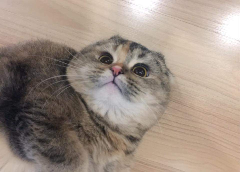Bonusiie's tweet photo. เอียงคอมอง https://t.co/Mqjh4u5zhb