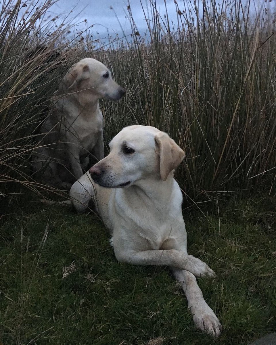 Curtis Mossop tweet media