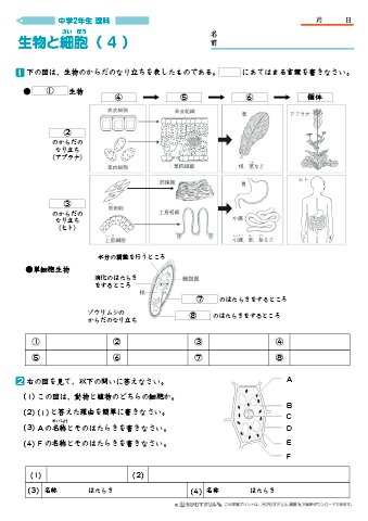 ちびむすドリル 作成 公開しました 中学生 中学２年生理科問題プリント 生物と細胞 ５枚 を公開しました T Co G3bhlugrvp 無料でダウンロード プリントアウトできる 中２理科 生物と細胞 の問題プリントです 続く T Co