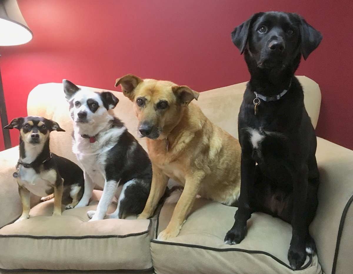wooftips's tweet photo. Updated the picture of the #dogsquad. #furkids #family #thankful #happythanksgivng #HappyThanksgivingCanada #dogs #dogsarefamily #dogsoftwitter @GoPandaDog  @MexiDogNacho #syd #jasper https://t.co/sRGLCgNlWj