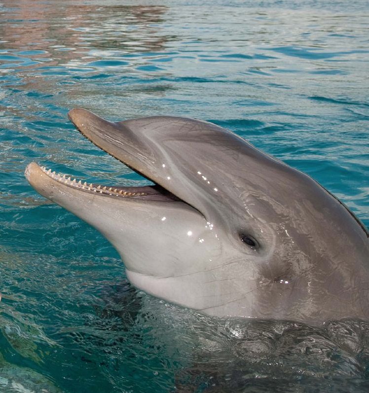 IlesdesBahamas's tweet photo. Le parc marin #DolphinCay à #Nassau lance 3 nouvelles activités dédiées à la protection et la réhabilitation des #otaries et #dauphins 🐬 

#DipNDiscover #SwimInWonder et #PlaytimeWithSeaLions à découvrir sur ➡️ https://t.co/DmsmPiAD80 

#Bahamas @atlantisbahamas https://t.co/zgXpJjO00Y