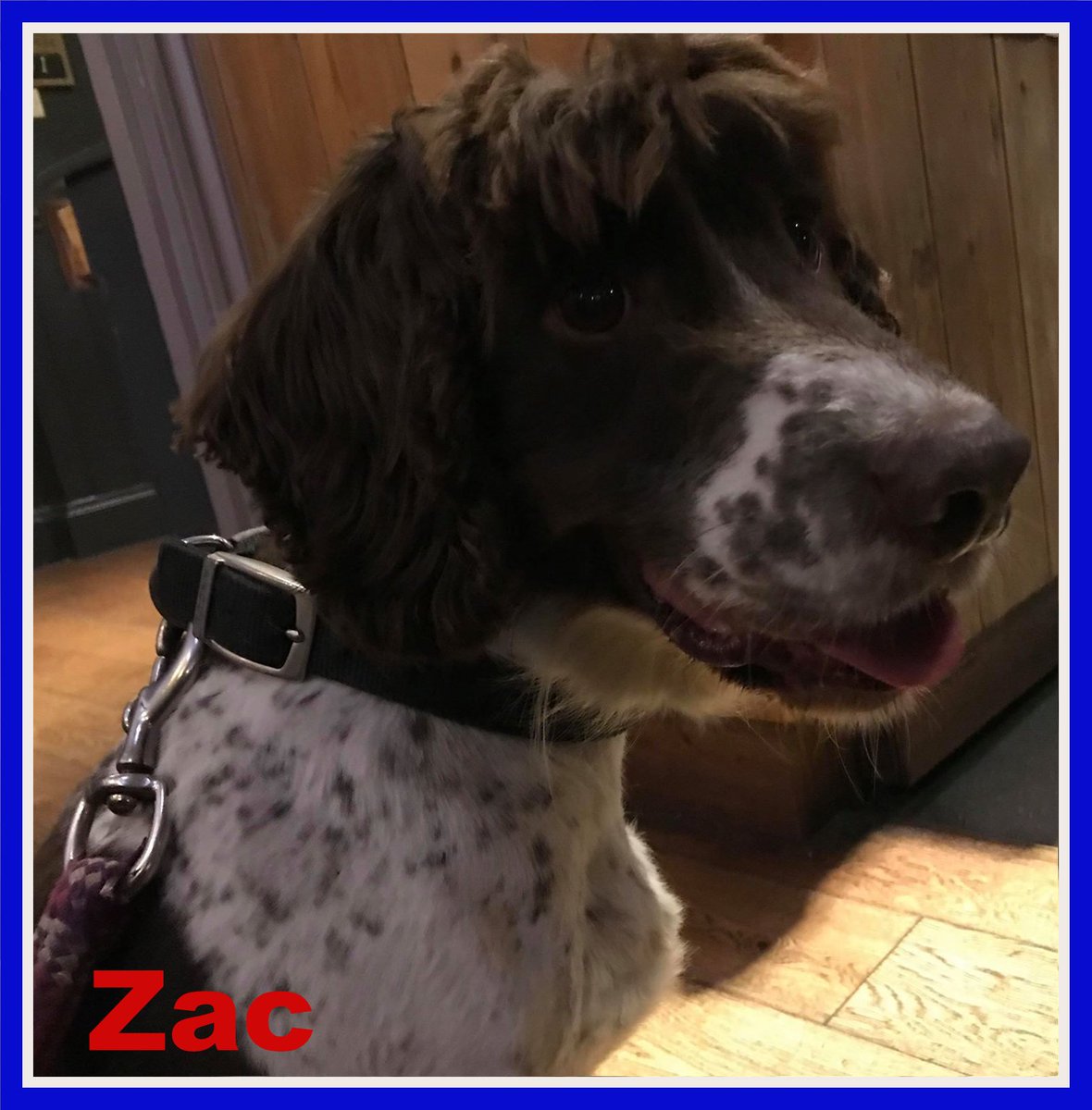 SpanielAidUK's tweet image. spanielaid.co.uk/zac-sa1247/
Please have a look at Zac our wonderful retired explosives detection dog looking for his new home please RT