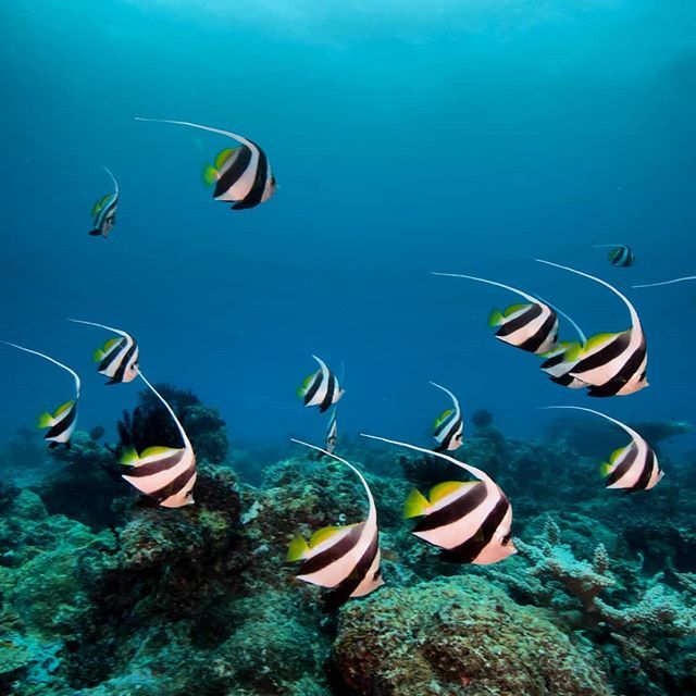 A school of Banner fish; in the butterfly fish family can look quite amazing when they are in the hundreds and all move together. There is this site called 'Oh My Bommie,' which is much further North on the Great Barrier Reef than we normally go and is v… ift.tt/2QC1xee