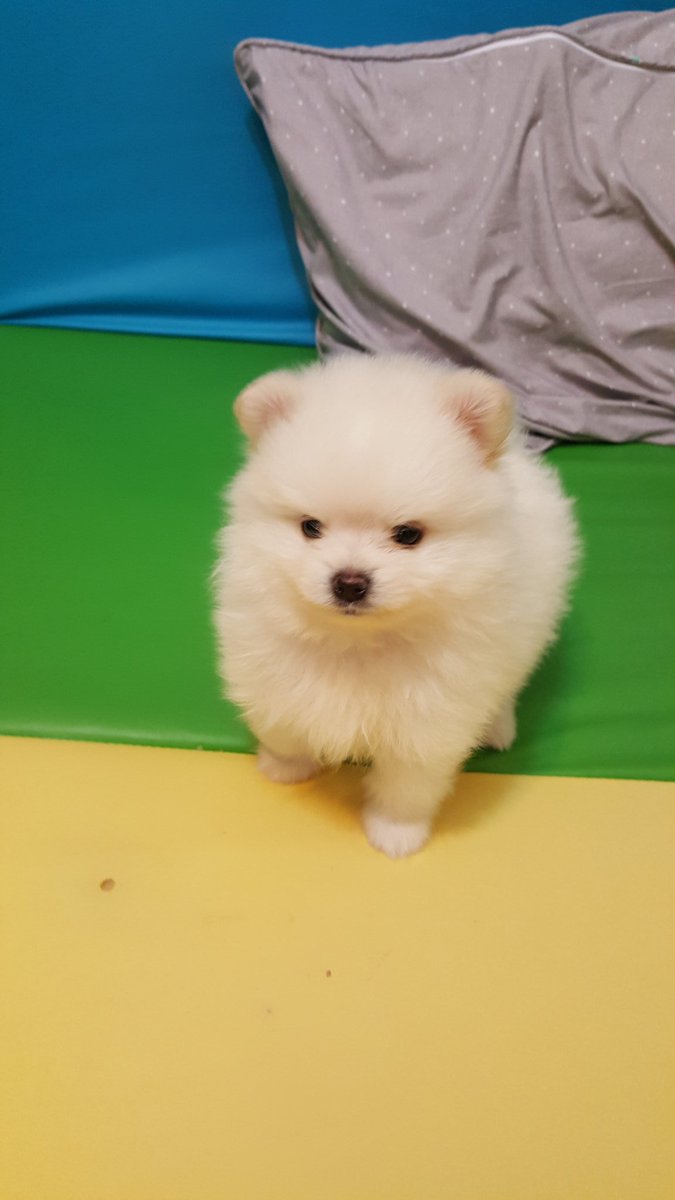 솔재(소나무 고갯길) tweet media