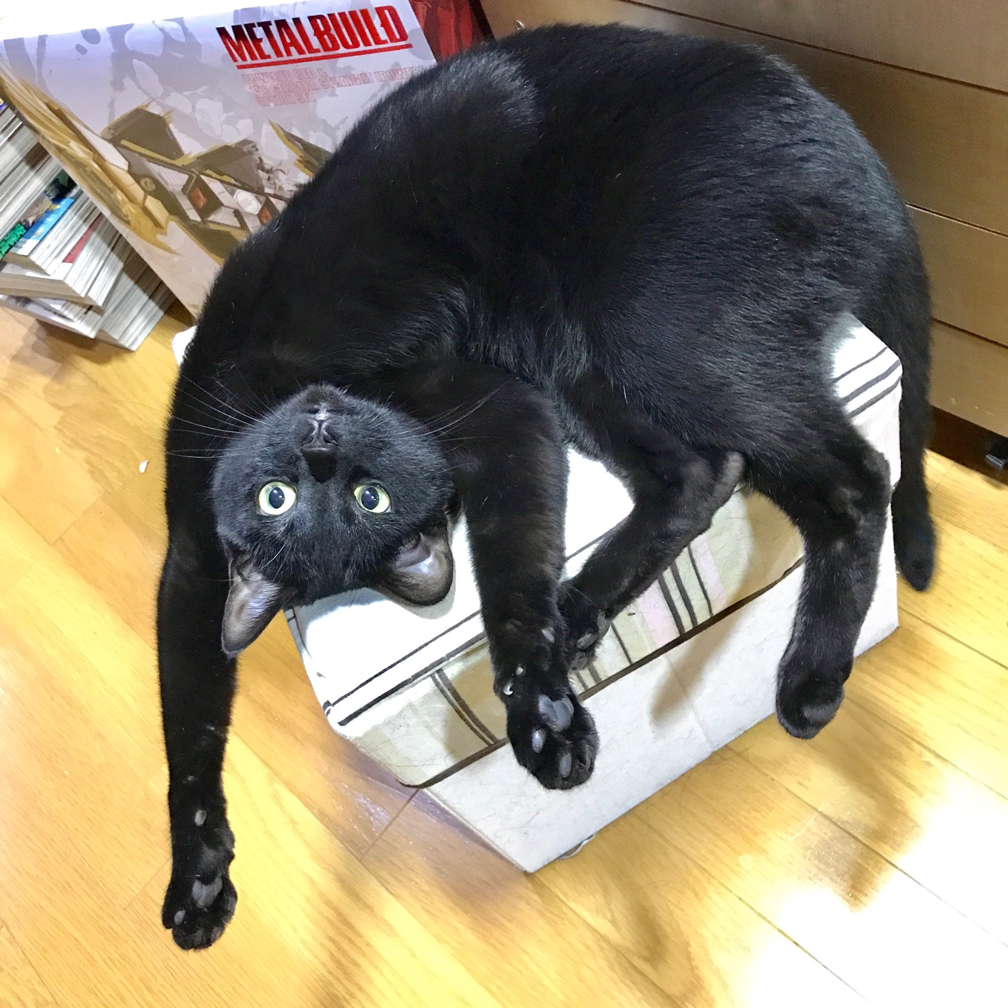 ট ইট র ときた洸一 黒猫も撮り方で面白い画像が撮れるのに T Co Zajfhzmllx ট ইট র