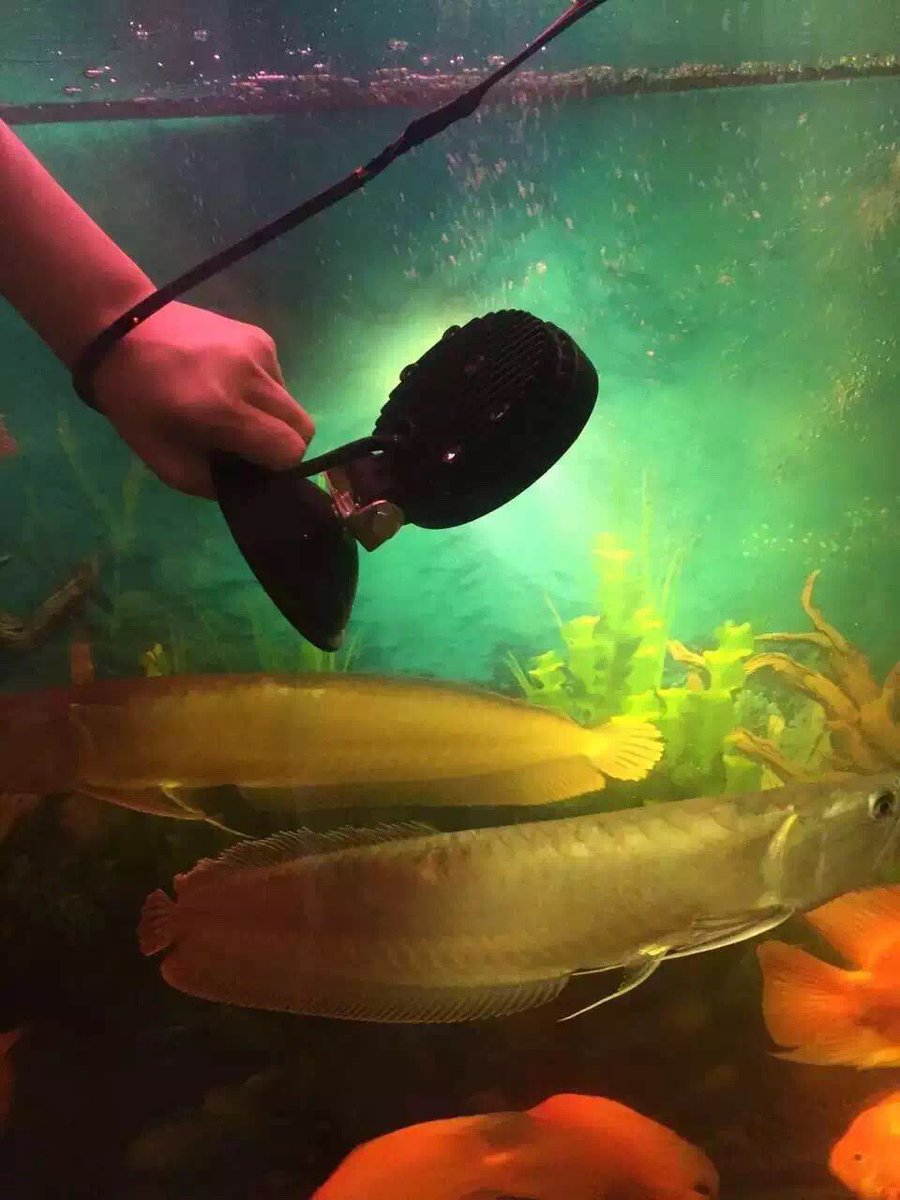 JSMledlights's tweet photo. Work light 💡 27w is lightened in the fish 🐠 🐟 tank 🛁 IP68
*Voltage:10-80v
*Waterproof work lamp
#worklight
#ledlight
#ledlighting
#autos
#trucklight
#autolight
#worklamp https://t.co/RSqSviWY94