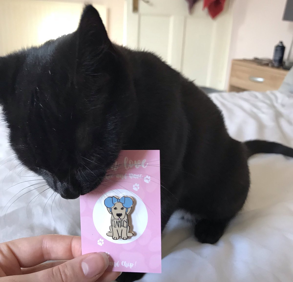 itsanniebeach's tweet photo. I think Peach is keen to be friends with Chip #chipflamily https://t.co/TmFKEcR6Du