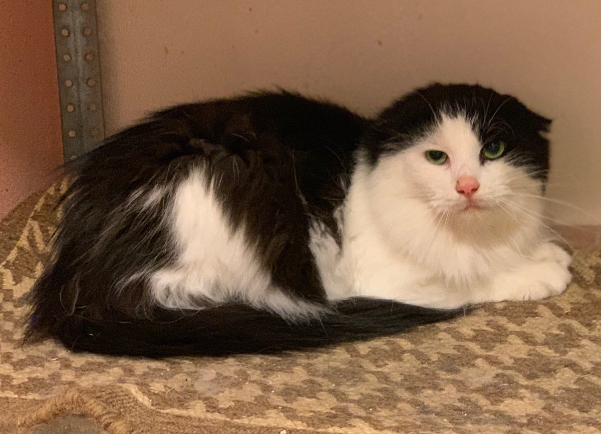 Ja nu pēkšņi ir kāds, kam laukos vai kur citu vajadzīgs viens vai divi kārtīgi peļu kaķi? Pūcīte un Pūkainis ļoti meklē mājas. Lūgums RT, ja nav grūti. ss.com/msg/lv/animals…